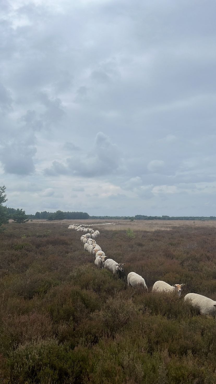 De kudde loopt in een lint over de heide