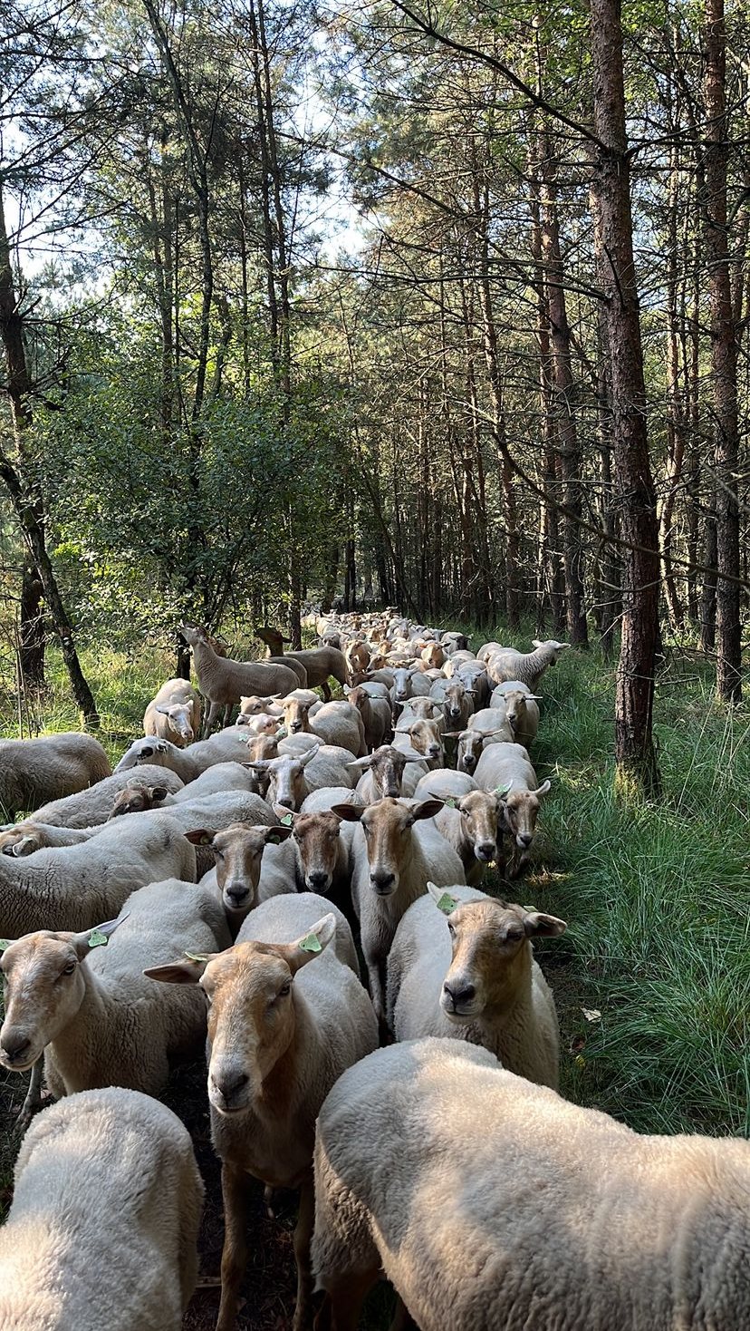 Schapen lopen tussen de dennen door het bos