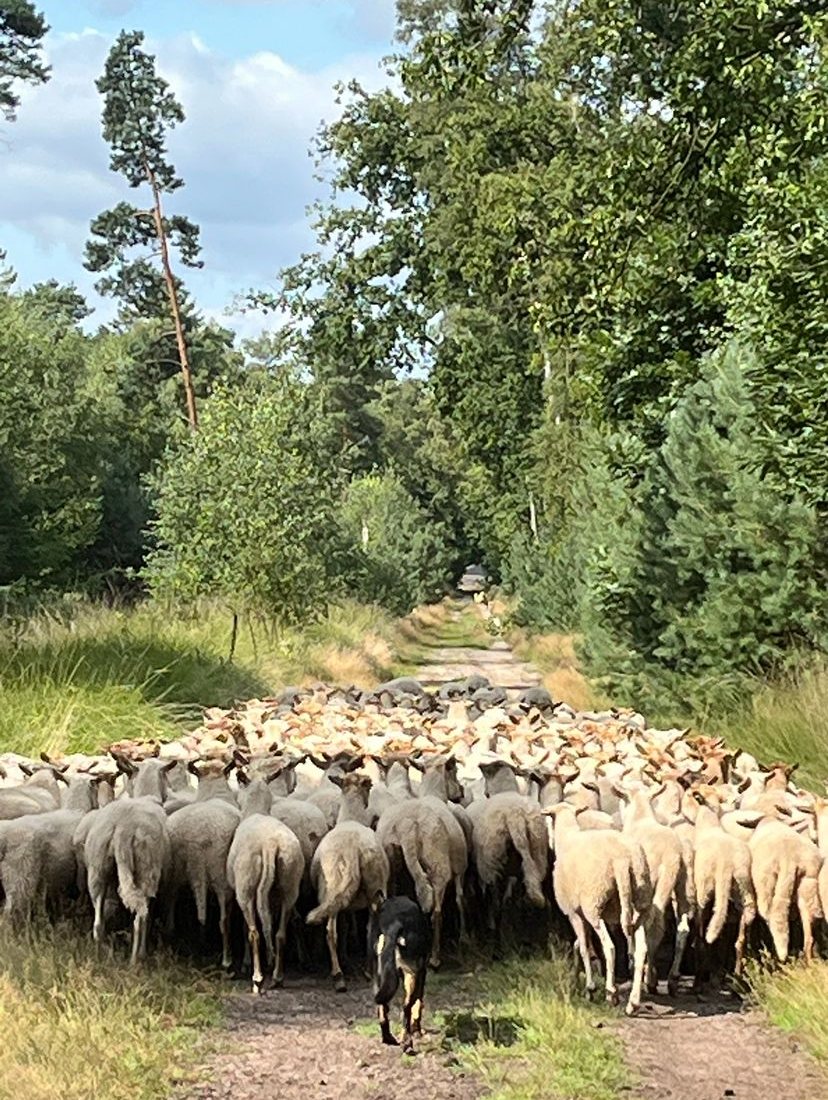 Hond drijft de kudde over een bospad